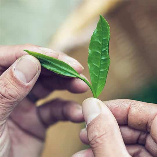 八女伝統本玉露 出来る まで 栽培 日本一 高級茶 玉露
